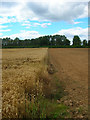 Field, Roundstone Farm