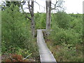 Mabie Forest - The Elevator