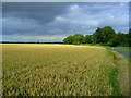 TL2479 : Wheat east of Wennington by Jonathan Billinger