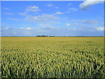 TL3492 : White Fen wheat by Jonathan Billinger