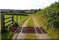 Track to Llwynffynnon, Capel Dewi, Llandysul