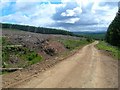 Down the forest road