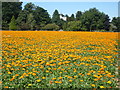 A non-food crop of calendulas or pot marigolds, looking across to Sheldwich church and the A251