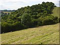 Pasture and woodland, Saunderton