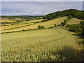 SU8197 : Farmland, Saunderton by Andrew Smith
