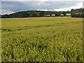 Farmland, Bledlow