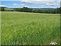 Grassy field with riverine forest beyond