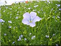 Flax, Great Shefford