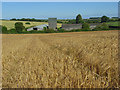Barley, Brightwalton