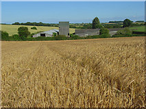 SU4278 : Barley, Brightwalton by Andrew Smith