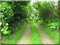 Leafy lane to Gilfach Uchaf