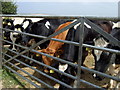 Bovine curiosity