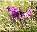 SU0319 : Six spotted Burnet Moth, Martin Down Nature Reserve by Maigheach-gheal