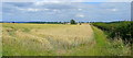 Wheat field west of Dason Court