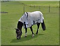 Grazing Pony, Newstead