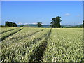 In a wheat field - looking west