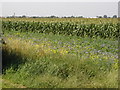 Maize Field