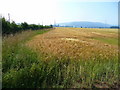 Barley crop by the B4224