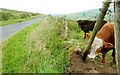 The Ardglass Road near Finnis (1)