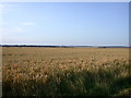 TL3354 : Wheat field beside Wimpole Way by Keith Edkins