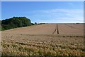 Wheat field near Upwey