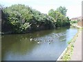 SO9298 : Flock of geese on the Birmingham Canal by John M