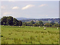 SN2745 : Sheep field near Parc-y-bg, Llandygwydd by Dylan Moore
