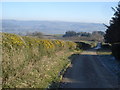 Gorse hedge at The Warren