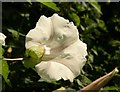 Great Bindweed near Chagford