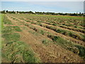 SO9137 : Hay making in Twyning Meadow by Philip Halling