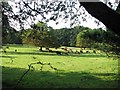 Cattle pasture by Sparham House