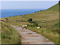 Footpath south to Chapman