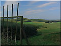 Edge of plantation following ridge down to stream