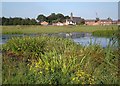 Waterside vegetation