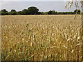 Wheat Field, Ruddington