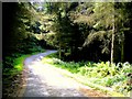 A Road through the Forest