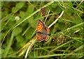 Butterfly near Ingsdon Manor