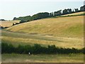 Grassland, Little Marlow