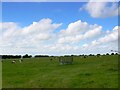 Field near Flaxlands Manor Farm