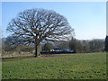 Tree fan at Corton