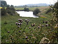 Pond on Shay Grange golf course