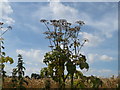 Hogweed at the edge of the wheat field in Wises Lane