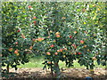 Apples ready for picking