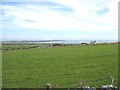 Pasture land above Carreg-y-Ddraenog