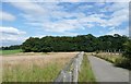 The Round Wood, Bretton Country park