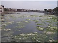 Workhouse Lake - Gosport