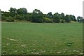 Castle Hill Cattistock