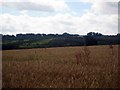 Ripening wheat