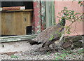 SO5635 : Peahen with chick at Shipley Gardens by Pauline E