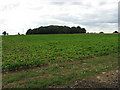 View west across a field of sugar beet